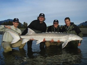 Chilliwack Sturgon not in a hot tub
